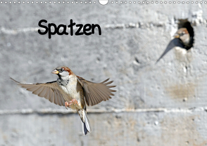 Spatzen (Wandkalender 2021 DIN A3 quer) von Trapp,  Benny