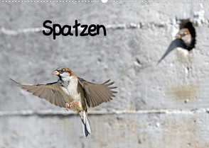Spatzen (Wandkalender 2022 DIN A2 quer) von Trapp,  Benny
