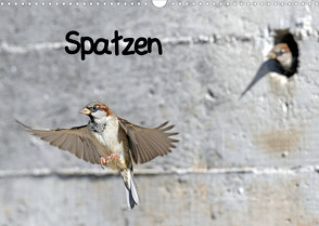 Spatzen (Wandkalender 2022 DIN A3 quer) von Trapp,  Benny