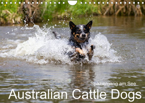 Spaziergang am See Australian Cattle Dogs (Wandkalender 2022 DIN A4 quer) von Verena Scholze,  Fotodesign