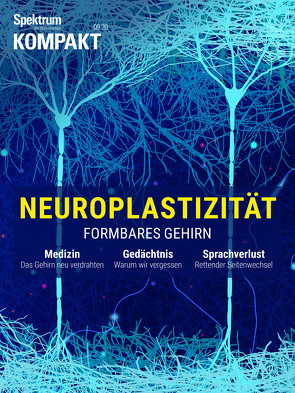 Spektrum Kompakt – Neuroplastizität