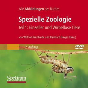 Spezielle Zoologie. Teil 1 /2. Paket. Teil 1: Einzeller und Wirbellose… / Bild-DVD, Spezielle Zoologie, Teil 1: Einzeller und Wirbellose Tiere von Rieger,  Reinhard M., Westheide,  Wilfried