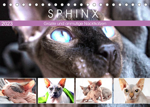 Sphinx. Grazile und anmutige Nacktkatzen (Tischkalender 2023 DIN A5 quer) von Hurley,  Rose