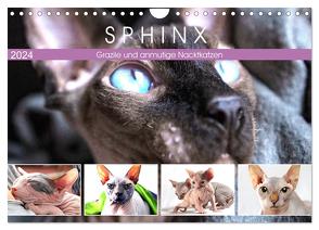 Sphinx. Grazile und anmutige Nacktkatzen (Wandkalender 2024 DIN A4 quer), CALVENDO Monatskalender von Hurley,  Rose