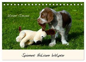 Spinone Italiano Welpen – Kleine Clowns (Tischkalender 2024 DIN A5 quer), CALVENDO Monatskalender von Drafz,  Silvia