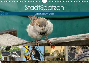 StadtSpatzen (Wandkalender 2019 DIN A4 quer) von Schilling,  Linda