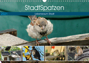 StadtSpatzen (Wandkalender 2021 DIN A3 quer) von Schilling,  Linda
