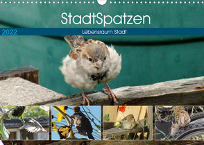 StadtSpatzen (Wandkalender 2022 DIN A3 quer) von Schilling,  Linda