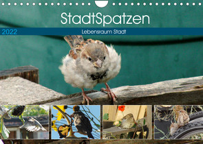 StadtSpatzen (Wandkalender 2022 DIN A4 quer) von Schilling,  Linda
