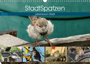 StadtSpatzen (Wandkalender 2023 DIN A3 quer) von Schilling,  Linda