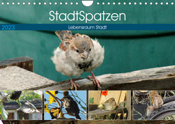 StadtSpatzen (Wandkalender 2023 DIN A4 quer) von Schilling,  Linda