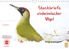 Steckbriefe einheimischer Vögel (Wandkalender 2022 DIN A4 quer) von Feske,  Klaus