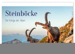 Steinböcke – Die Könige der Alpen (Wandkalender 2024 DIN A2 quer), CALVENDO Monatskalender von Kramer,  Michaela