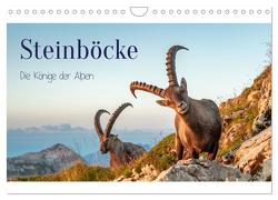 Steinböcke – Die Könige der Alpen (Wandkalender 2024 DIN A4 quer), CALVENDO Monatskalender von Kramer,  Michaela