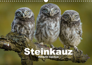 Steinkäuze (Athene noctua) (Wandkalender 2022 DIN A3 quer) von Rusch,  Winfried