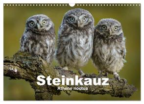 Steinkäuze (Athene noctua) (Wandkalender 2024 DIN A3 quer), CALVENDO Monatskalender von Rusch,  Winfried