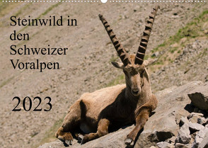 Steinwild in den Schweizer Voralpen (Wandkalender 2023 DIN A2 quer) von W. Saul,  Norbert