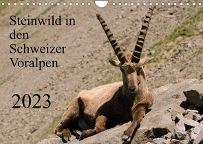 Steinwild in den Schweizer Voralpen (Wandkalender 2023 DIN A4 quer) von W. Saul,  Norbert