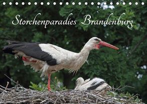 Storchenparadies Brandenburg (Tischkalender 2020 DIN A5 quer) von Konieczka,  Klaus