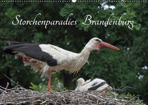 Storchenparadies Brandenburg (Wandkalender 2019 DIN A2 quer) von Konieczka,  Klaus