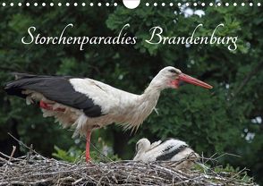 Storchenparadies Brandenburg (Wandkalender 2020 DIN A4 quer) von Konieczka,  Klaus