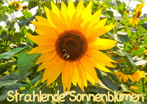 Strahlende Sonnenblumen / CH – Version (Wandkalender 2023 DIN A2 quer) von Sigwarth,  Karin