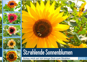 Strahlende Sonnenblumen (Wandkalender 2023 DIN A2 quer) von Sigwarth,  Karin