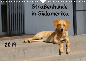 Straßenhunde 2019 (Wandkalender 2019 DIN A4 quer) von Gerken,  Jochen