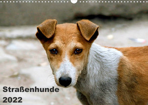 Straßenhunde (Wandkalender 2022 DIN A3 quer) von Bakker,  Antje