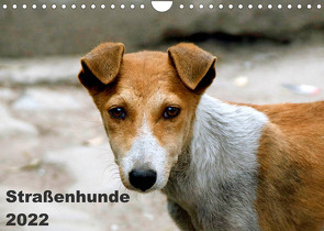 Straßenhunde (Wandkalender 2022 DIN A4 quer) von Bakker,  Antje