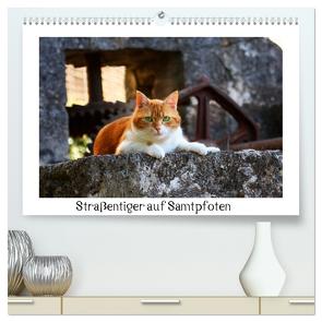 Straßentiger auf Samtpfoten (hochwertiger Premium Wandkalender 2024 DIN A2 quer), Kunstdruck in Hochglanz von Zeller & Christian Kiedy,  Katrin