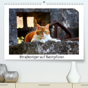 Straßentiger auf Samtpfoten (Premium, hochwertiger DIN A2 Wandkalender 2023, Kunstdruck in Hochglanz) von Zeller & Christian Kiedy,  Katrin