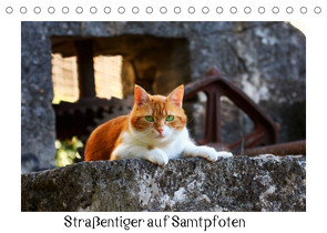 Straßentiger auf Samtpfoten (Tischkalender 2023 DIN A5 quer) von Zeller & Christian Kiedy,  Katrin