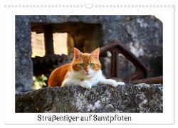 Straßentiger auf Samtpfoten (Wandkalender 2024 DIN A3 quer), CALVENDO Monatskalender von Zeller & Christian Kiedy,  Katrin