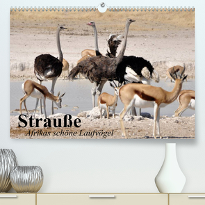 Strauße. Afrikas schöne Laufvögel (Premium, hochwertiger DIN A2 Wandkalender 2023, Kunstdruck in Hochglanz) von Stanzer,  Elisabeth