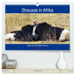 Strausse in Afrika (hochwertiger Premium Wandkalender 2024 DIN A2 quer), Kunstdruck in Hochglanz von Fraatz,  Barbara