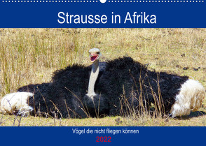 Strausse in Afrika (Wandkalender 2022 DIN A2 quer) von Fraatz,  Barbara