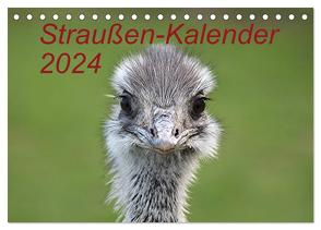 Straußen-Kalender 2024 (Tischkalender 2024 DIN A5 quer), CALVENDO Monatskalender von Witkowski,  Bernd