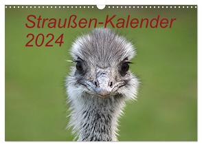 Straußen-Kalender 2024 (Wandkalender 2024 DIN A3 quer), CALVENDO Monatskalender von Witkowski,  Bernd