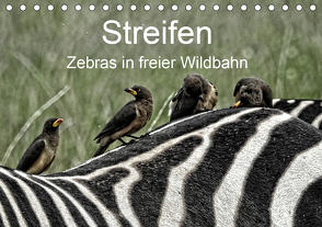 Streifen – Zebras in freier Wildbahn (Tischkalender 2021 DIN A5 quer) von Michel,  Susan