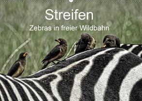 Streifen – Zebras in freier Wildbahn (Wandkalender 2018 DIN A2 quer) von Michel,  Susan