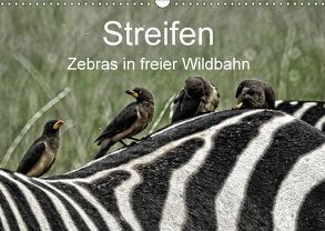 Streifen – Zebras in freier Wildbahn (Wandkalender 2018 DIN A3 quer) von Michel,  Susan