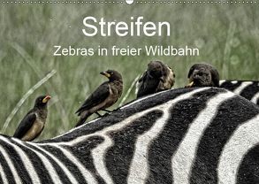 Streifen – Zebras in freier Wildbahn (Wandkalender 2019 DIN A2 quer) von Michel,  Susan