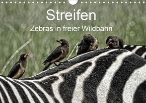 Streifen – Zebras in freier Wildbahn (Wandkalender 2020 DIN A4 quer) von Michel,  Susan