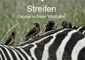 Streifen – Zebras in freier Wildbahn (Wandkalender 2021 DIN A2 quer) von Michel,  Susan