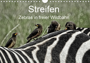 Streifen – Zebras in freier Wildbahn (Wandkalender 2021 DIN A4 quer) von Michel,  Susan