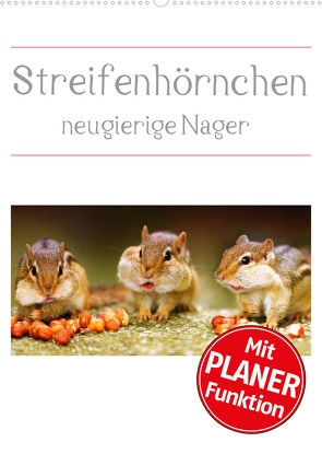 Streifenhörnchen – neugierige Nager (Wandkalender 2023 DIN A2 hoch) von Mosert,  Stefan