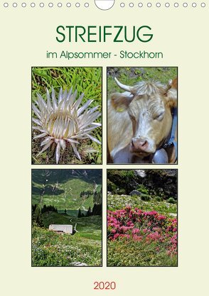 STREIFZUG im Alpsommer – Stockhorn (Wandkalender 2020 DIN A4 hoch) von Michel,  Susan