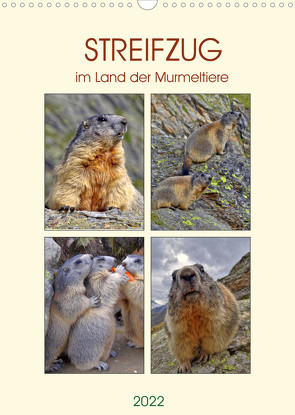 STREIFZUG im Land der Murmeltiere (Wandkalender 2022 DIN A3 hoch) von Michel,  Susan