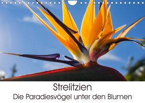 Strelitzien – die Paradiesvögel unter den Blumen (Wandkalender 2023 DIN A4 quer) von Schröder,  Silvia